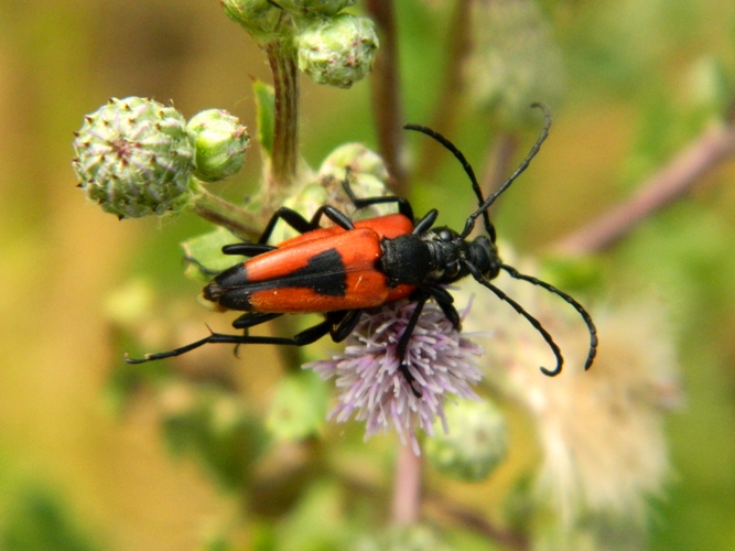 Stictoleptura cordigera